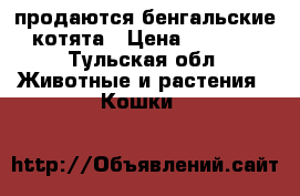 продаются бенгальские котята › Цена ­ 7 000 - Тульская обл. Животные и растения » Кошки   